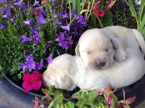 Labrador retriever puppies for sale. Labrador puppies colorado springs | Dogs, breeds and ...