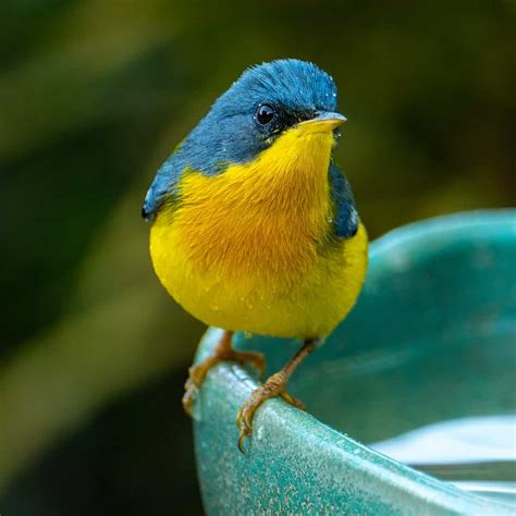 Meet The 12 Cutest Birds In The World Az Animals