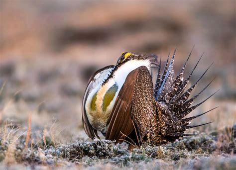 The Interior Department Shouldnt Reinvent Sage Grouse Conservation