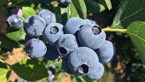 New Blueberry Varieties Gain Incredible Reception Global