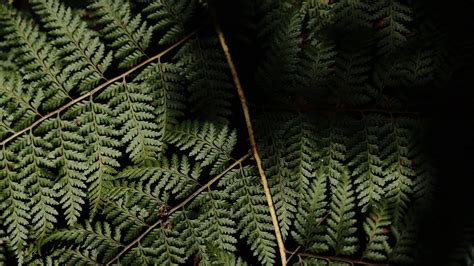 Fern Leaves Plant Leaf 4k Hd Wallpaper