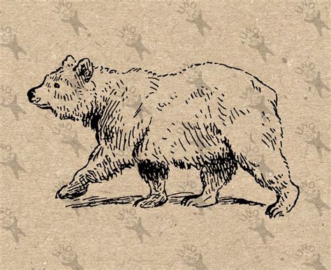 Vintage Retro Drawing Grizzly Bear Image Instant Download Digital