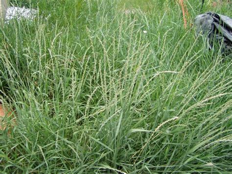 Perennial Grassy Weeds In Lawns And Gardens