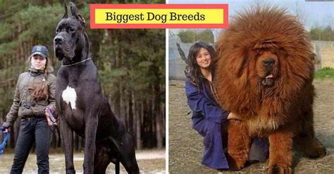 10 Biggest Dog Breeds In The World Youd Want To Own
