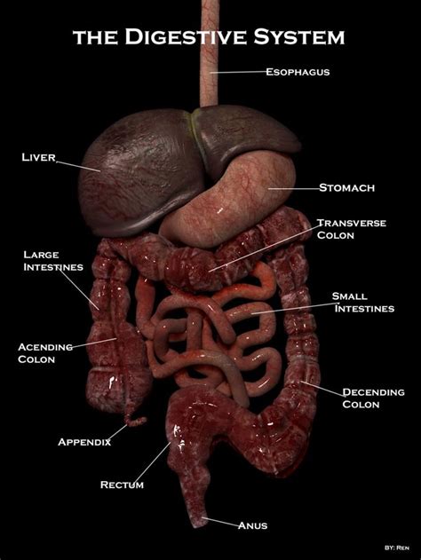 34 Best Images About Science Human Anatomy Digestive System On