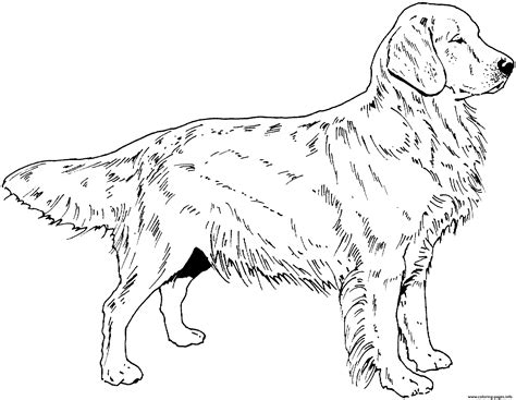 Golden Retriever Dog Coloring Page Printable