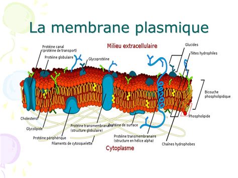 La Membrane Plasmique Cours De Biologie Sur Ebiologiefr