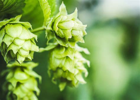 Hops 101 What They Are And How They Taste In Your Beer Druthers