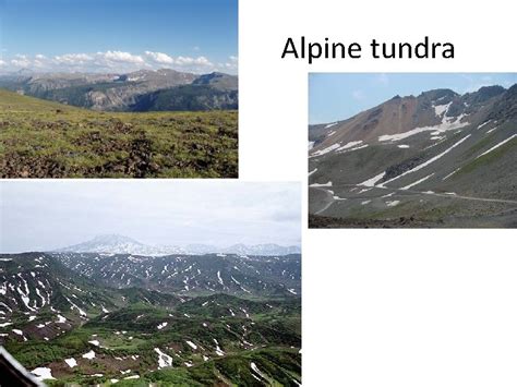 The Arctic And Alpine Tundra Biome Key Question