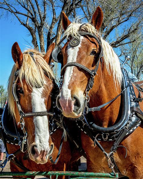 Pair Of Belgian Draft Horses Photograph By Joe Schwartz Pixels