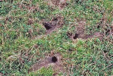 What Do Squirrel Holes Look Like Find Out Here Squirrel Arena