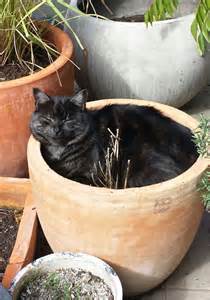 148 Cat-Plants You Probably Shouldn't Water | Bored Panda The top countries of suppliers are india, china, and.