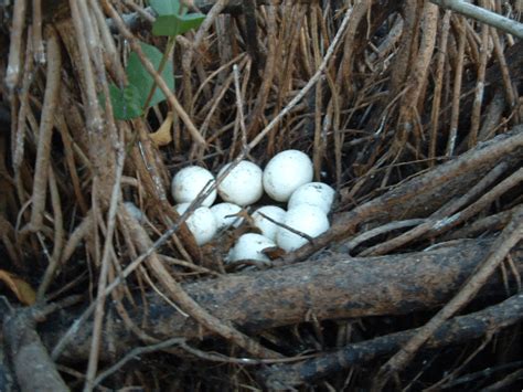 Ruddy Duck Oxyura Jamaicensis Nest Rd3 Discovered On 30 March 2005
