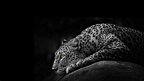 Hd Wallpaper Jaguar Monochrome Black And White Predator Wildlife