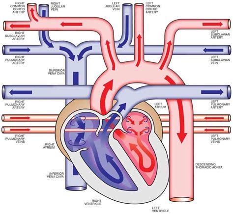 Diagram Of The Heart Hd 101 Diagrams