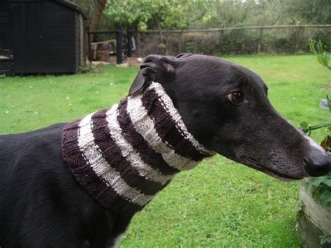 Pin On Greyhounds In Snoods