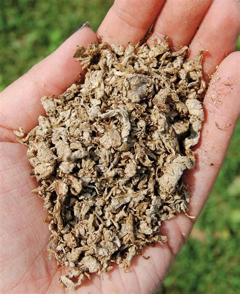 Pros And Cons Of Feeding Horses Beet Pulp The Horse