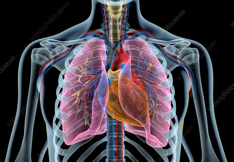 Anatomy Of Chest Thorax Wikipedia The Chest Anatomy Includes The