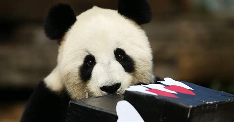 Giant Pandas Are Now Vulnerable Not Endangered