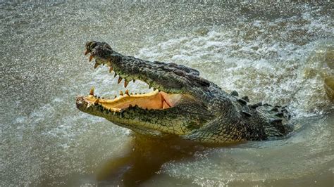 Popular Beach Too Dangerous To Visit At Night After Crocodile Killed