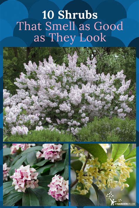 10 Shrubs That Smell As Good As They Look Beautiful Flowers Garden