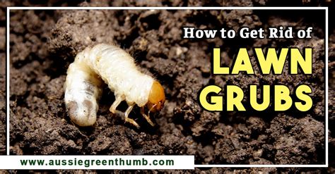 How To Get Rid Of Lawn Grubs Agt