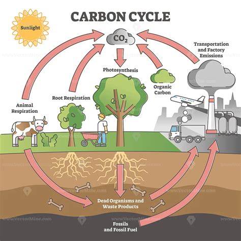 Carbon Cycle With Co2 Dioxide Gas Exchange Process Scheme Outline