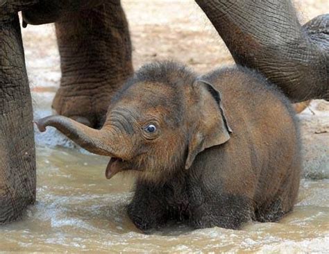 Elefantito Bebè Elephant Cute Baby Elephant Elephant Day