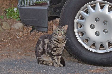 A couple stray cats in my backyard have started training me. Lost Cats Found Near Me - Pets Ideas