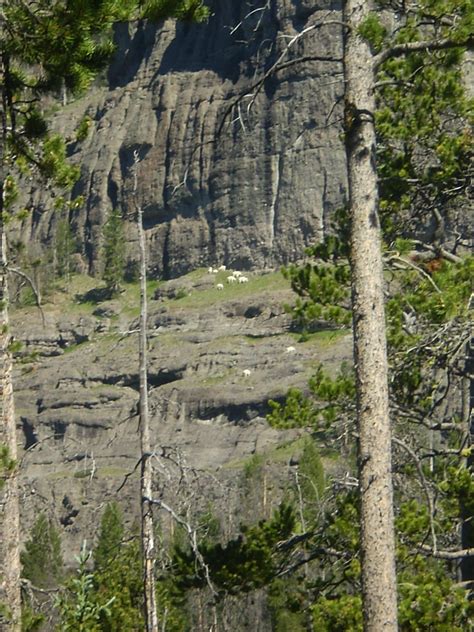 Gallatin Petrified Forest Montana Around Guides