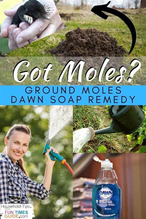 How To Get Rid Of Moles In Your Yard The Ultimate Guide To Ground Mole
