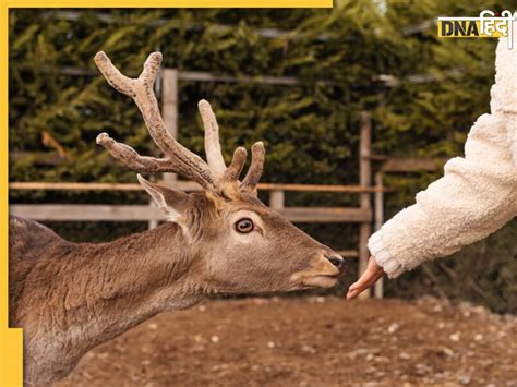 Zombie Deer Disease क्या है ज़ोंबी डियर डिजीज हिरण से इंसानों में फैल