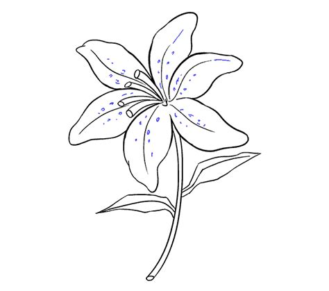 How To Draw A Lily In A Few Easy Steps Easy Drawing Guides Easy