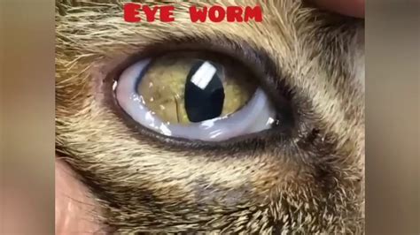 Eyeworm In Cat Eye Satisfying Movement Of Eyeworm Thelezia