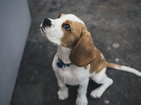 The Pocket Beagle A Complete Breed Information Guide Your Dog Advisor
