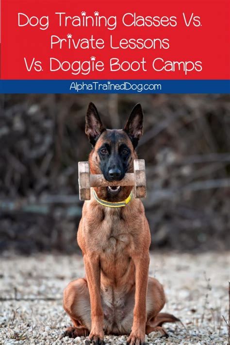 Dog Training Classes Vs Private Dog Training Lessons Vs Doggie Boot