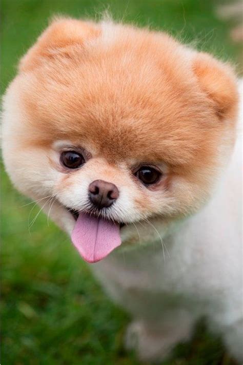 Boo Tongue Boo The Cutest Dog World Cutest Dog Cutest Dog Ever