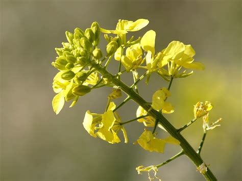 Wild Mustard Occidental College Bioblitz Plants · Inaturalist