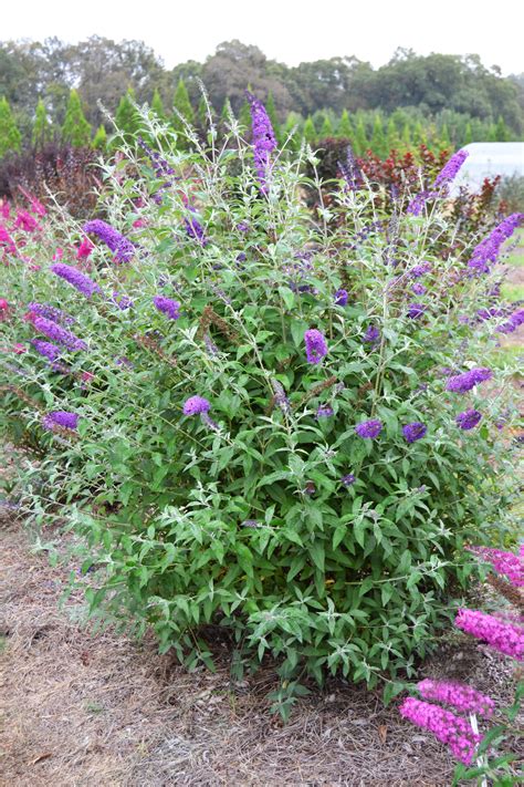 How To Transplant Butterfly Bush