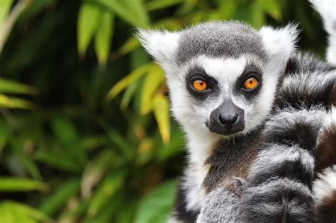 Top 180 Endangered Animals In The Amazon Rainforest