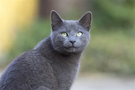 10 Cat Breeds With The Longest Life Span