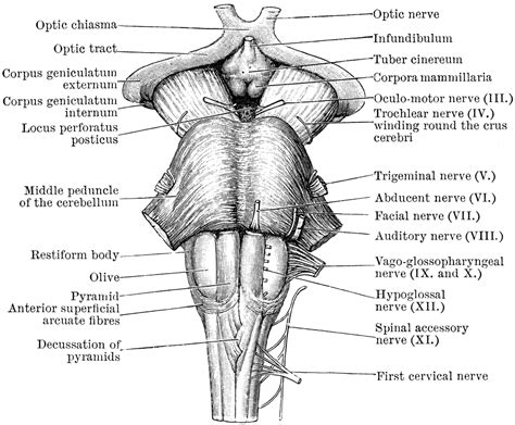 Front View Of Medulla Pons And Mesencephalon ClipArt ETC Human
