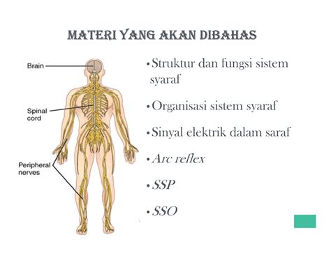 SOLUTION Materi Kuliah Anatomi Fisiologi Sistem Saraf Studypool