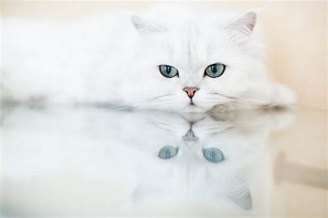 chinchilla cat breed history appearance  temperament cat world