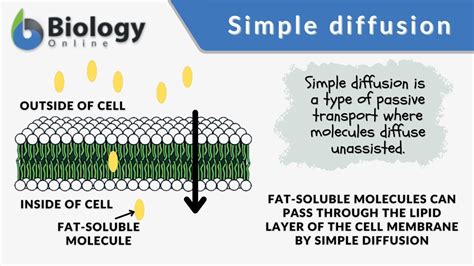 Simple Diffusion Definition And Examples Biology Online Dictionary