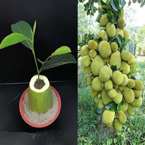 How To Grow Jackfruit Tree With Banana In Papaya Fruit Banana Fruit