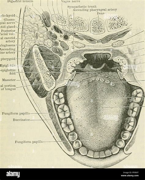 Base Of Tongue Anatomy Anatomical Charts And Posters