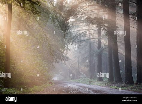 Crepuscular Rays In The Forest After A Rainy Day Stock Photo Alamy