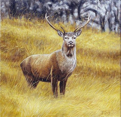Red Deer Stag Painting By Barry J Davis Fine Art America