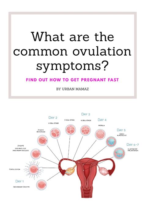 What Are The Common Ovulation Symptoms Urban Mamaz